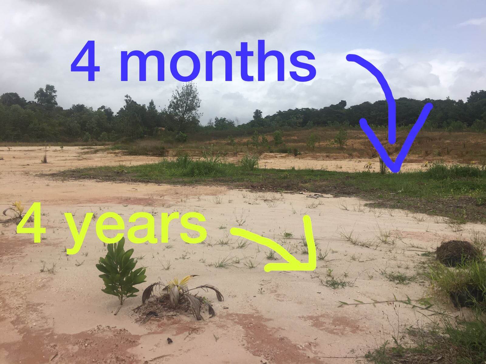 Quarry Rehabilitation in Trinidad 4-months later (6)
