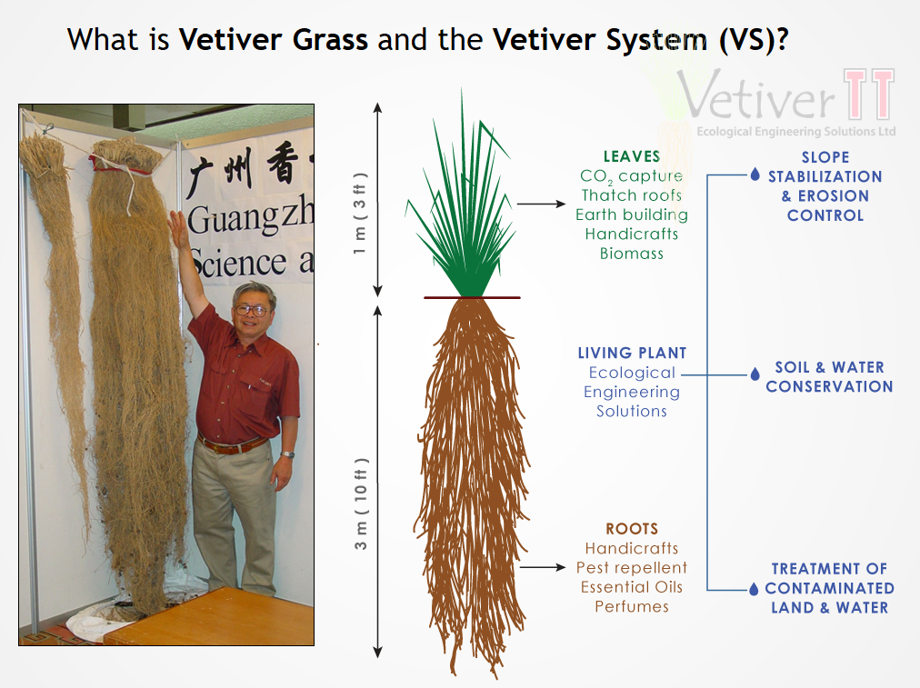 Vetiver System VS Vetiver System VS